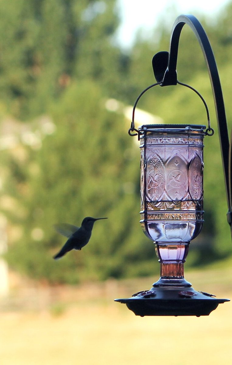 More Birds Amethyst Jewel Hummingbird Feeder， 20-oz