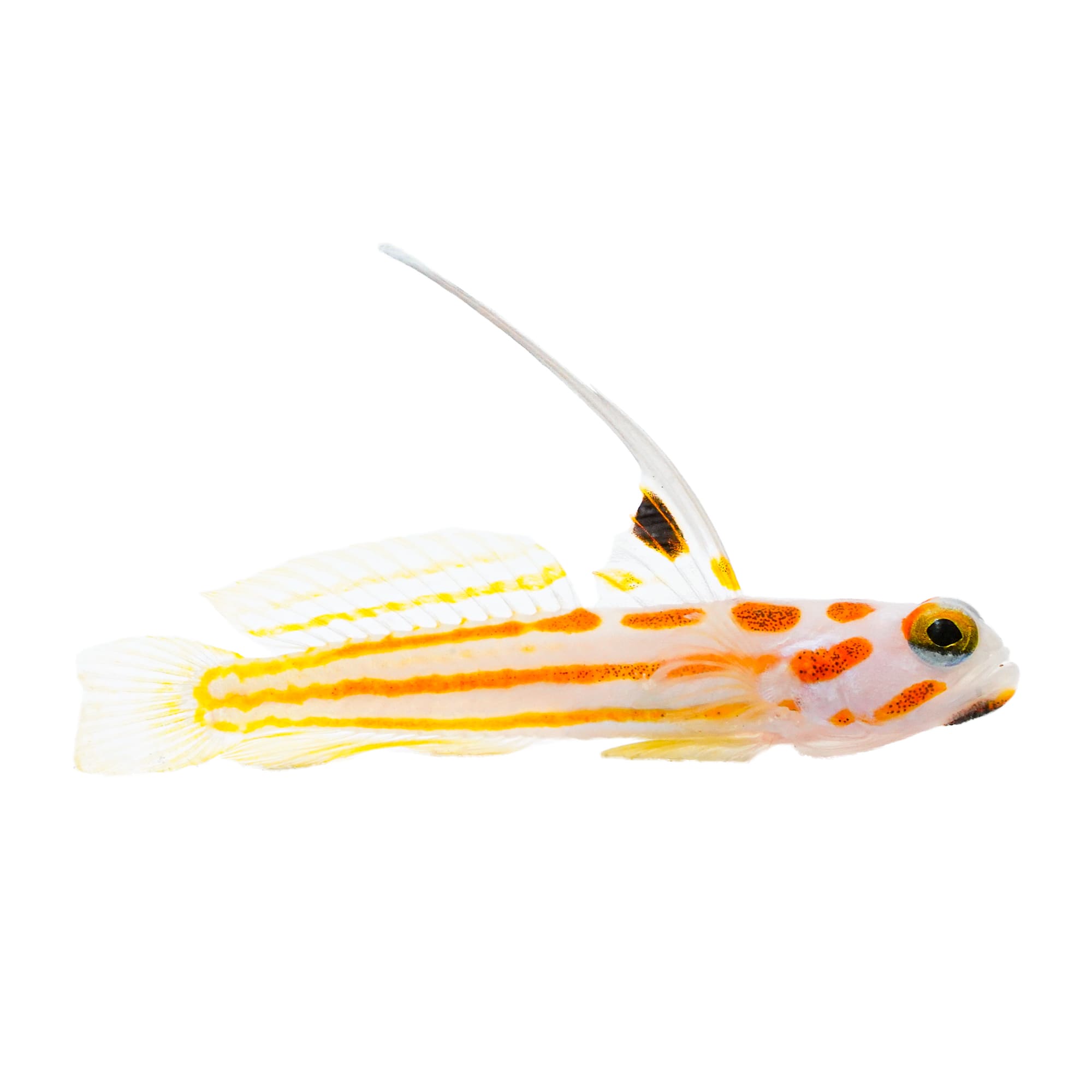 Aquacultured Yasha Goby (Stonogobiops yasha)