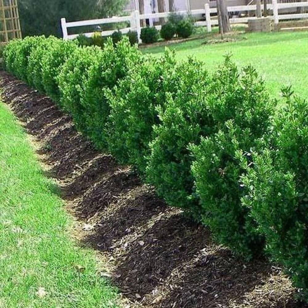 BELL NURSERY 2 Gal. Green Mountain Boxwood (Buxus) Live Evergreen Shrub BUXUS2GMT1PK
