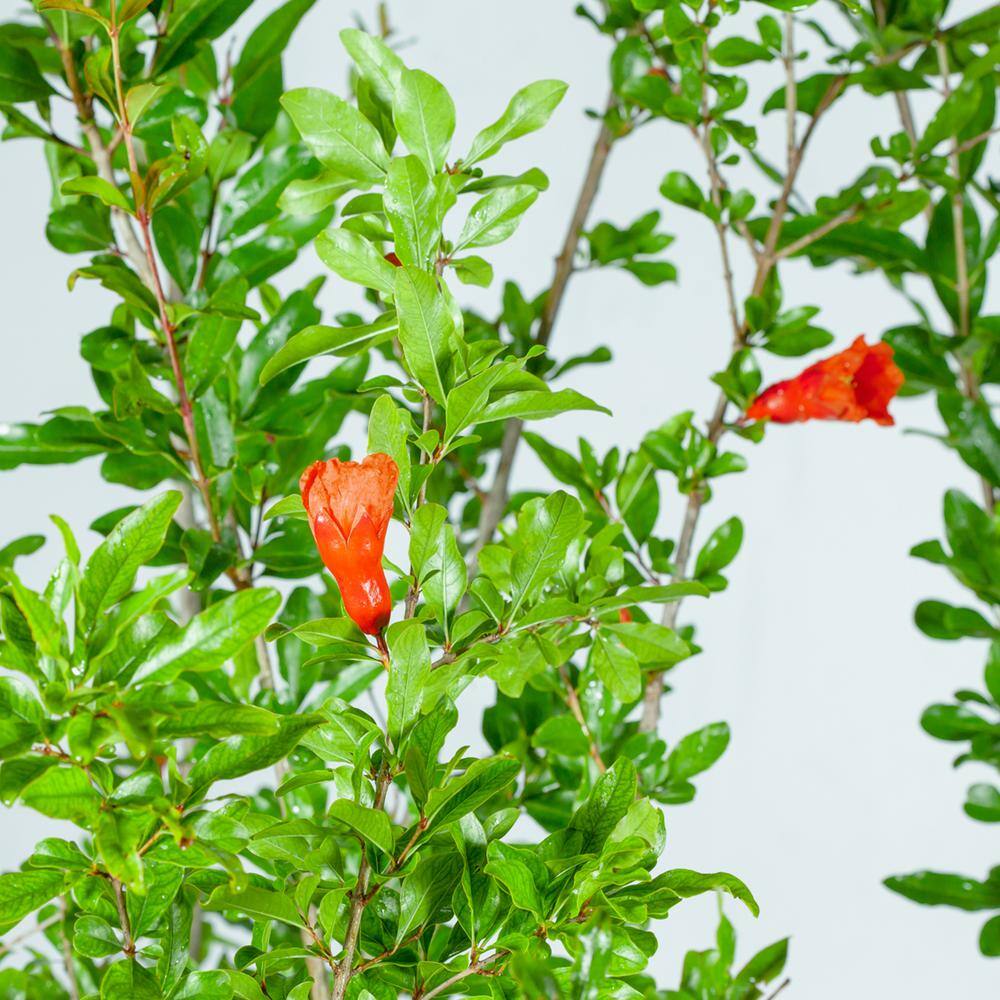 Perfect Plants 1 Gal. Wonderful Pomegranate Tree (2-Pack) THD00204