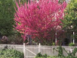 Redbud Tree