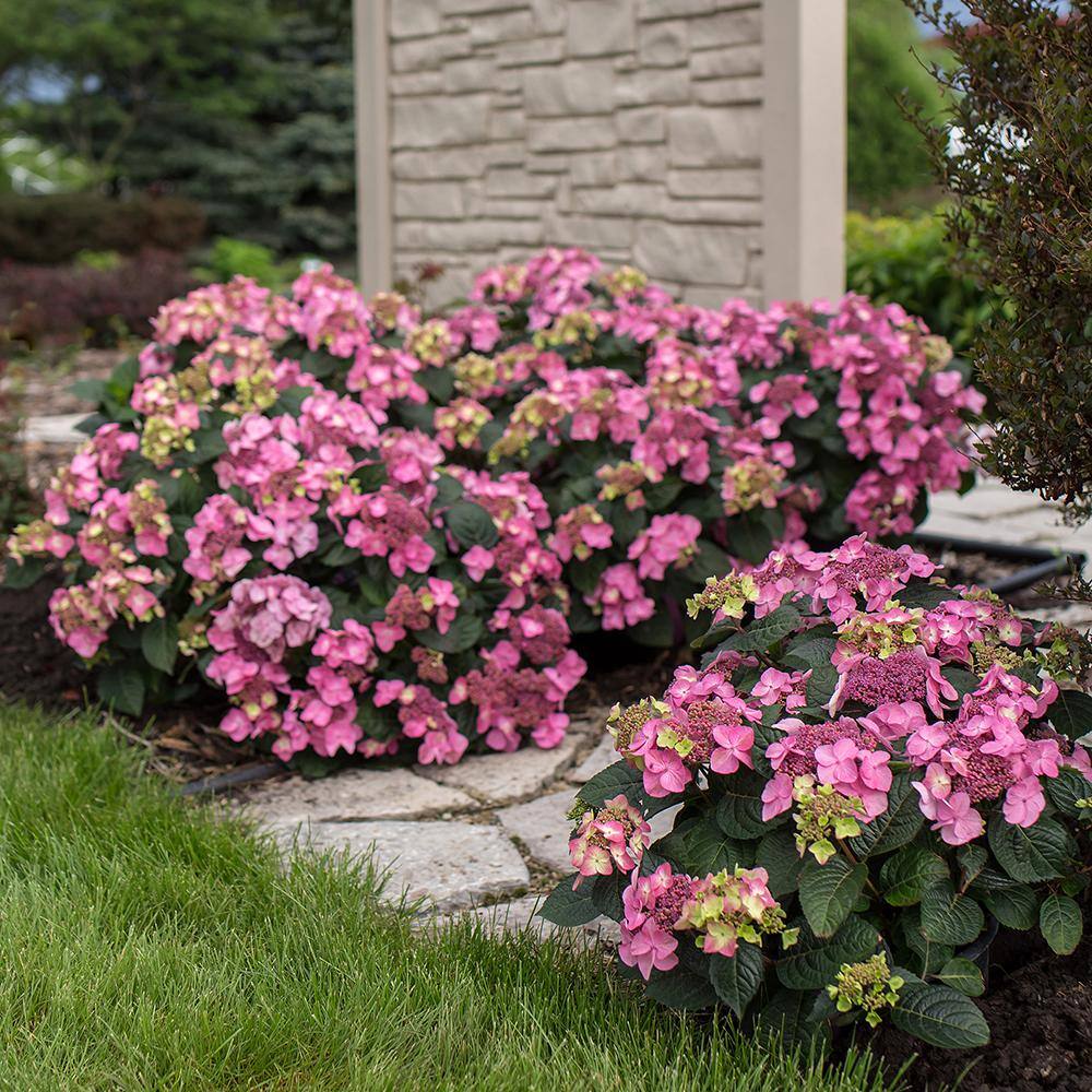 Endless Summer 2 Gal. Pop Star Reblooming Hydrangea Flowering Shrub with Electric Blue or Pink Lacecap Flowers 17206