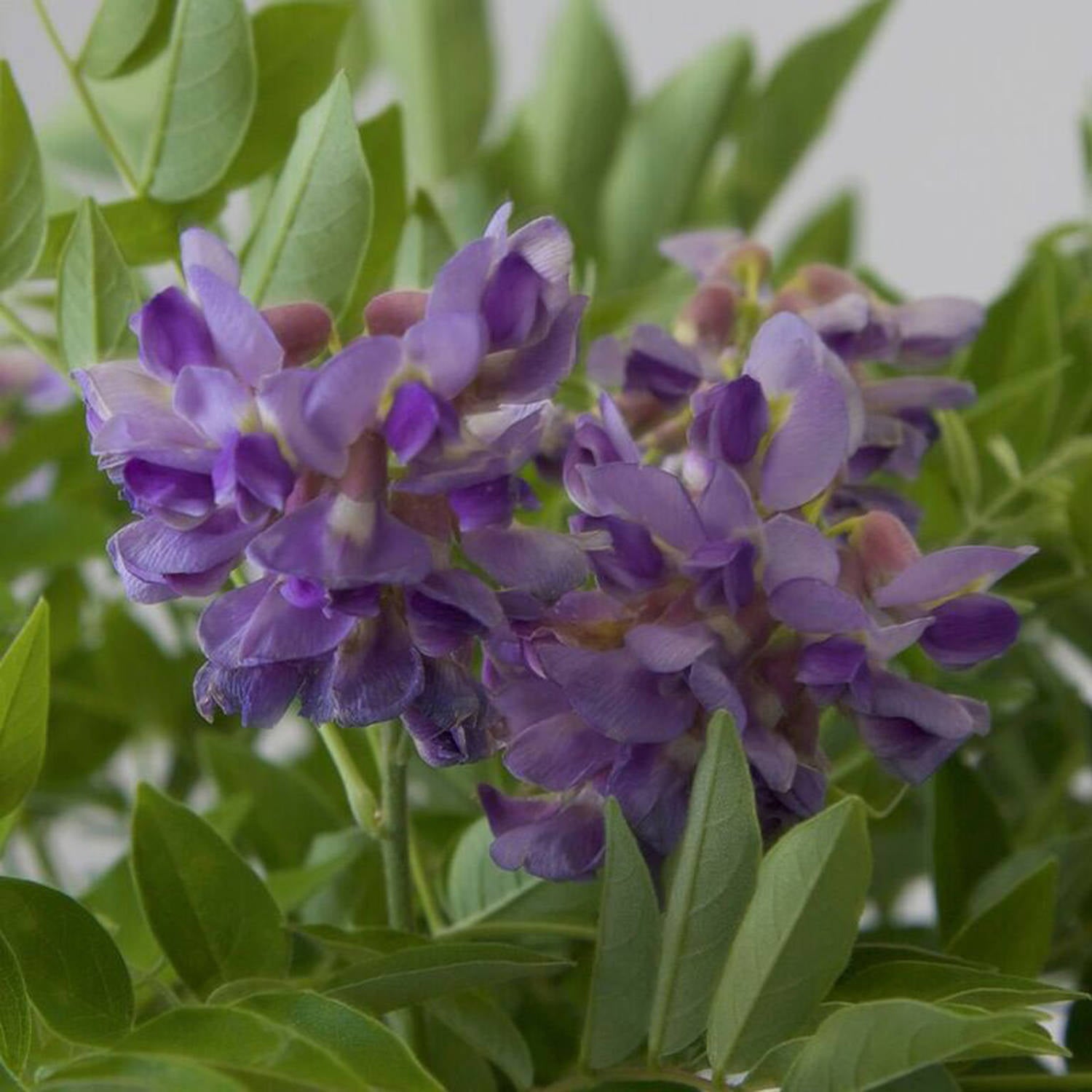 Amethyst Falls Wisteria (2.5 Gallon) Flowering Deciduous Vine with Lavender-Purple Blooms - Full Sun to Part Shade Live Outdoor Plant