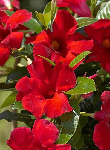 Mandevilla Tropical Plant， Giant Crimson Red Flower， Lot of 2 Starter Plants