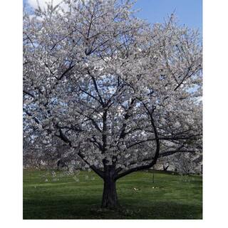 7 Gal. Bing Cherry Tree CHEBIN07G