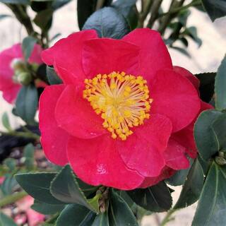 FLOWERWOOD 2.5 Gal - Yuletide Camellia(Sasanqua) - Red Blooming Evergreen Shrub Live Plant 79953FL