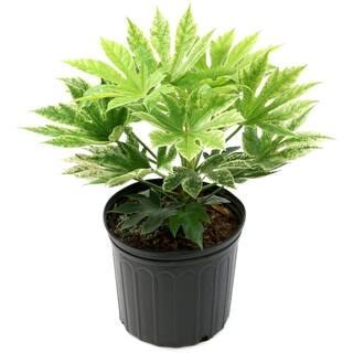 national PLANT NETWORK 2 Gal. Spider Web Fatsia Plant with White Blooms in Black Grower's Pot HD7476