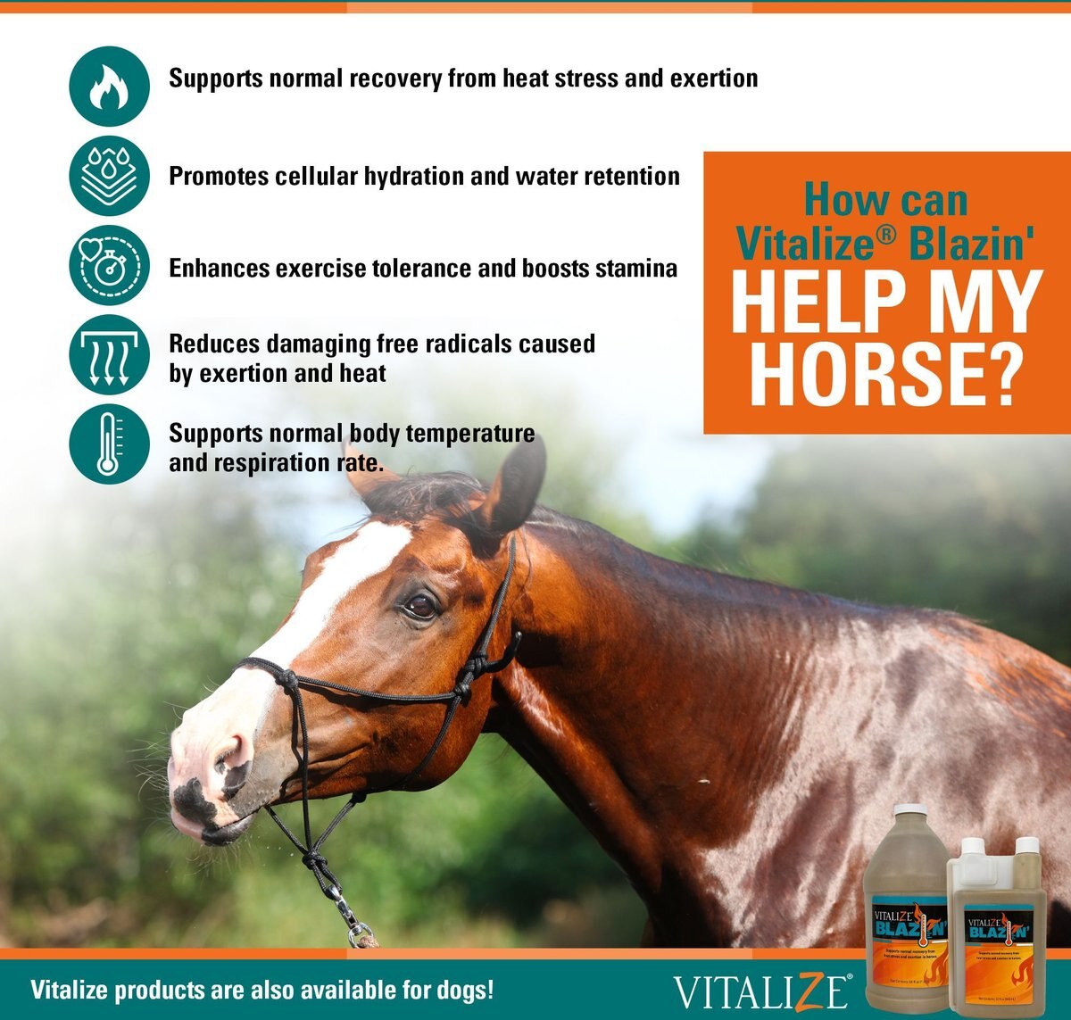 Vitalize Blazin' Liquid Horse Supplement