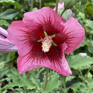 PROVEN WINNERS 2 Gal. Red Pillar Rose of Sharon (Hibiscus) Shrub with Dark Pink Flowers with Red Centers 17624