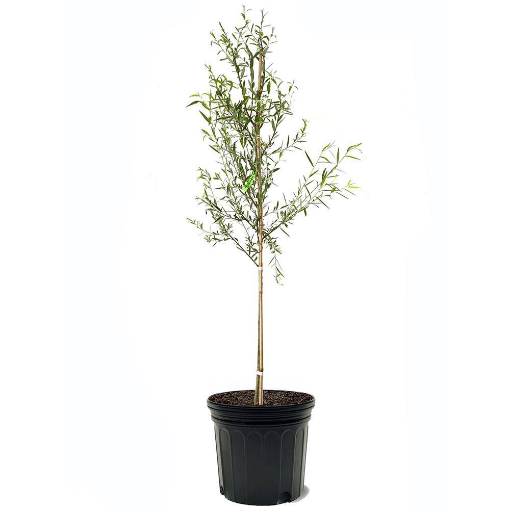 Weeping Willow Deciduous Shade Tree WILWEE07G