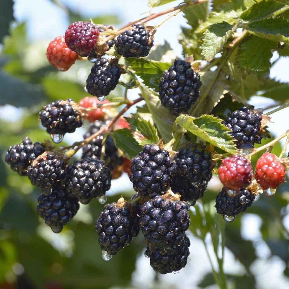 national PLANT NETWORK 2.25 Gal. Natchez Blackberry Plant HD7054