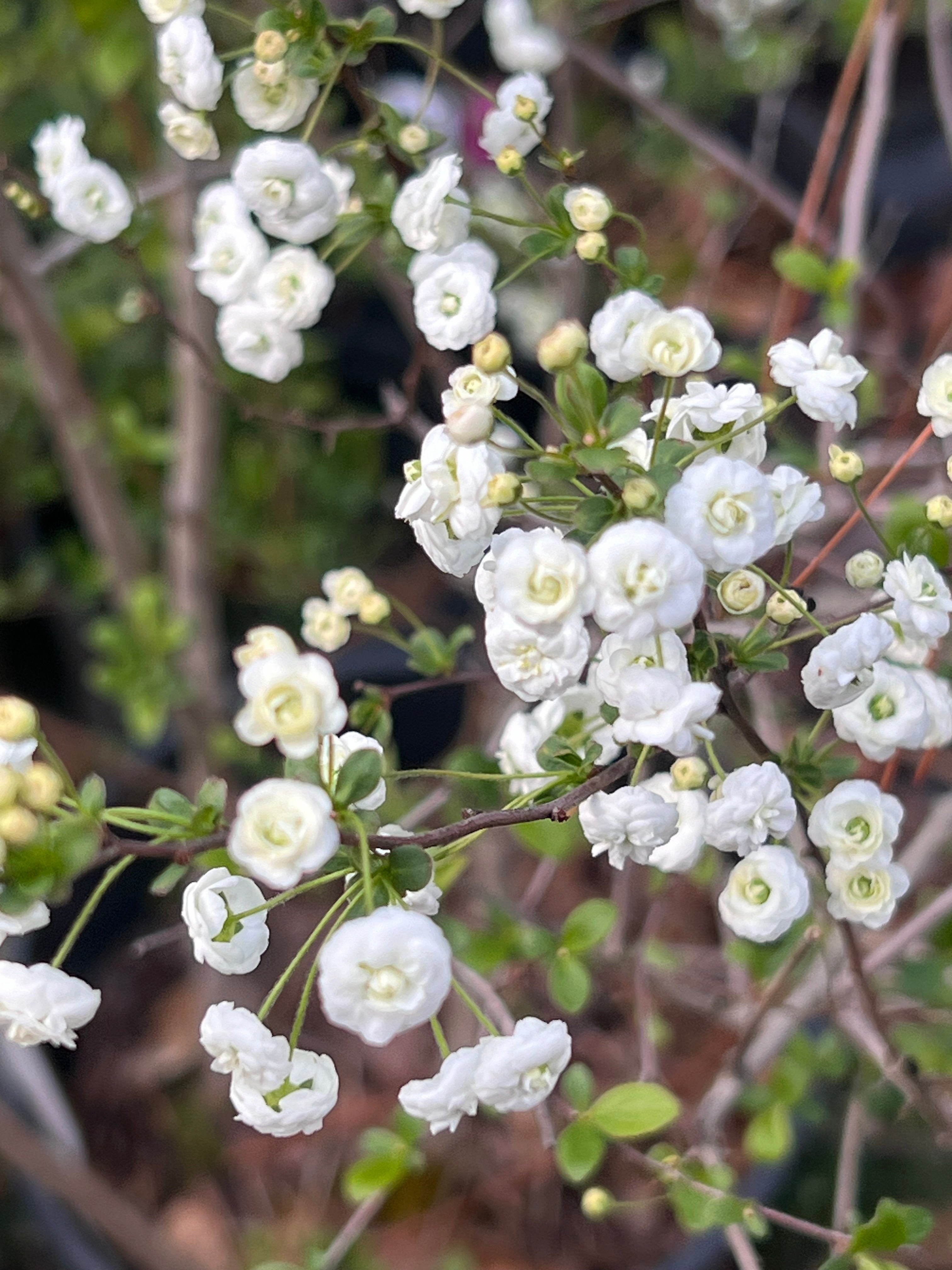 Spirea Prunifolia