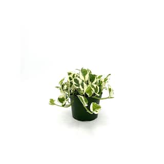 HAMPSHIRE FARMS 6 in. Pothos N'Joy Plant in Grower Pot 651840774738