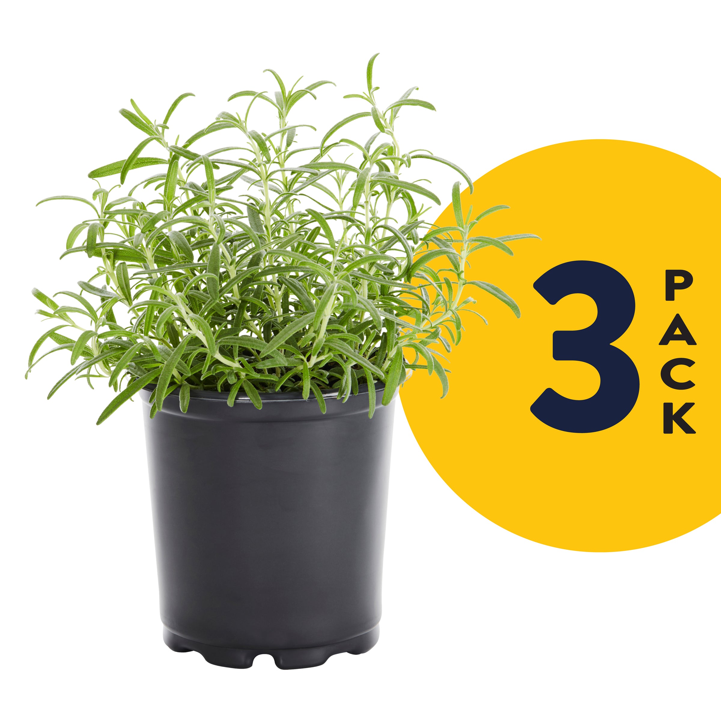 Expert Gardener 2.5QT Green Rosemary (3 Pack) with Grower Pots