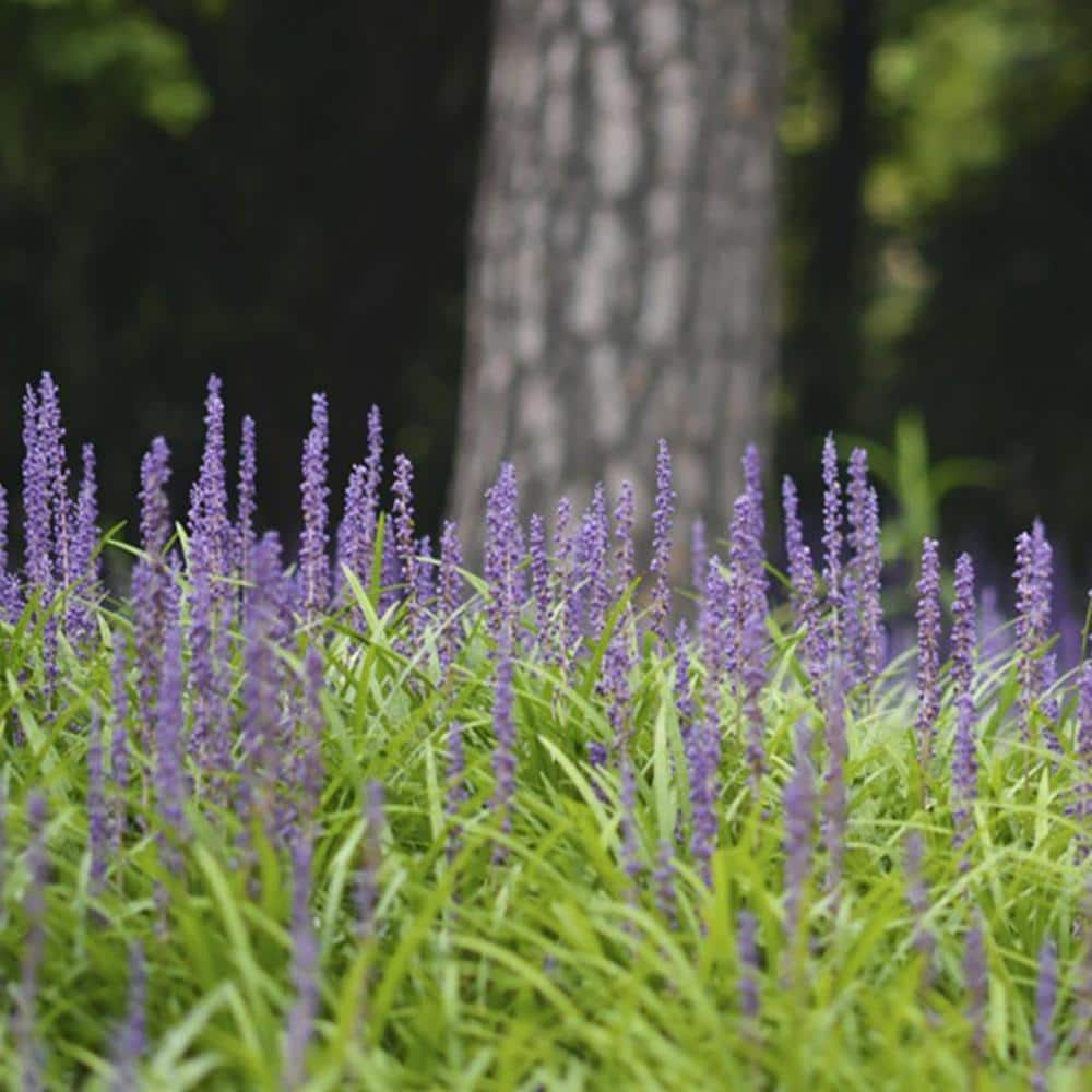 Perfect Plants 1 Gal. Super Blue Liriope in Grower's Pot Blueish Purple Flowering Lilyturf THD00560