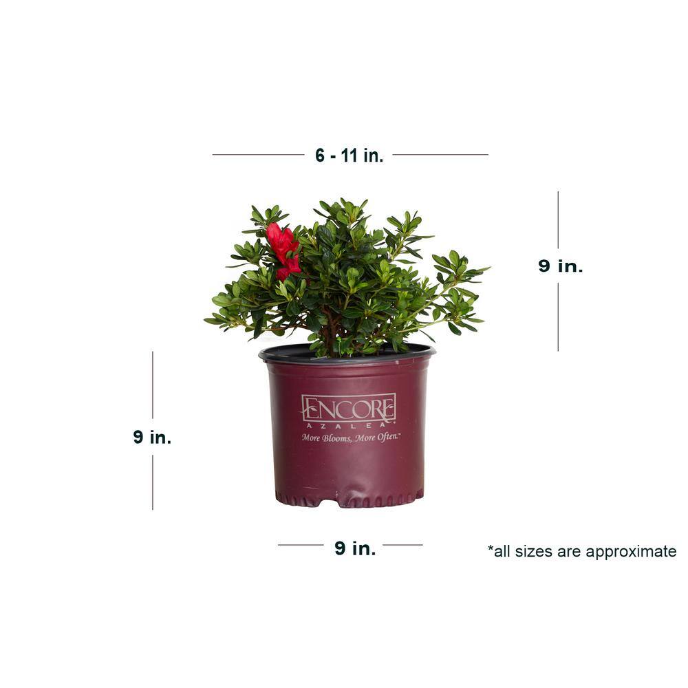 ENCORE AZALEA 2 Gal. Autumn Bonfire Shrub with Clear Red Reblooming Flowers 80372