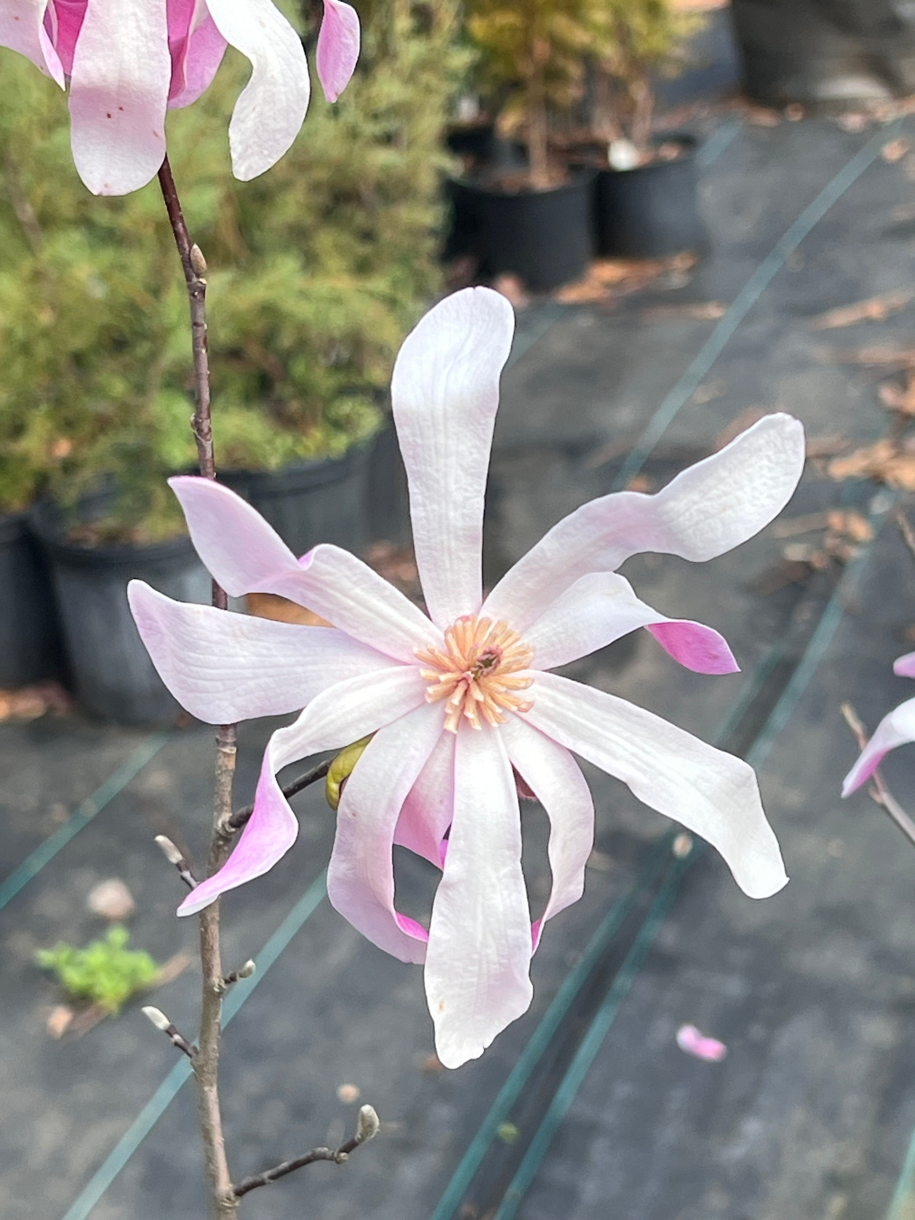 Leonard Messel Magnolia Tree