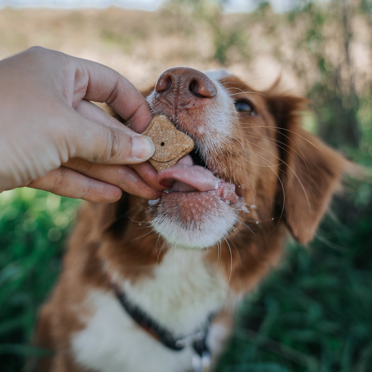 Earthborn Holistic Grain-Free Bison Meal Recipe Dog Treats