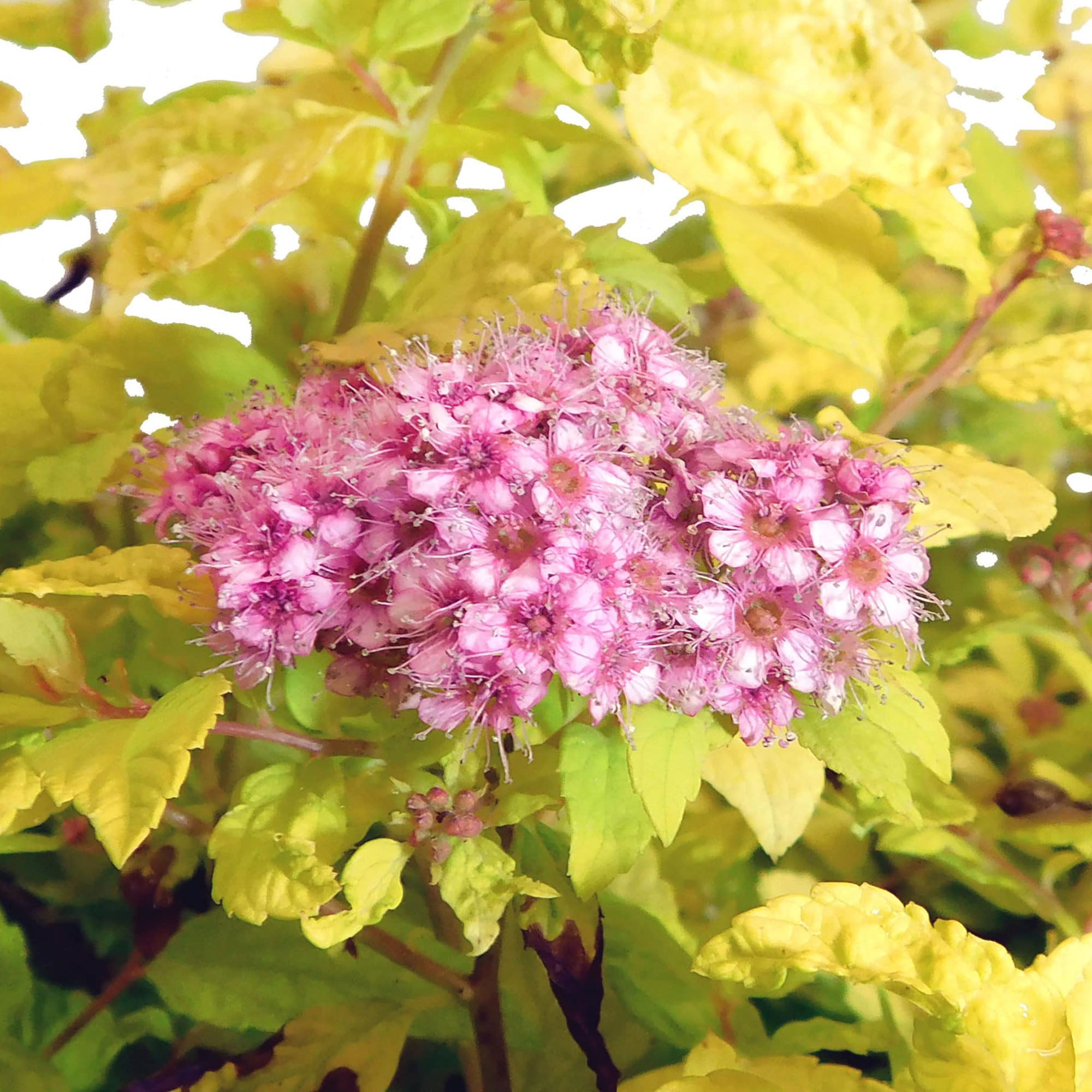 Goldmound Spirea Live Shrub (2.25 Gallon)