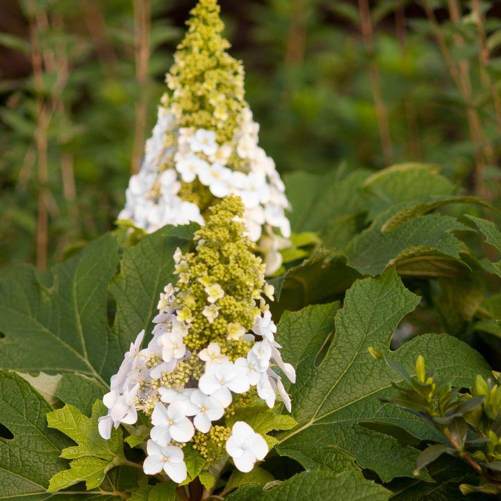 FIRST EDITIONS 2 gal. Jetstream Oakleaf Hydrangea Flowering Shrub with Beautiful White Aging to Pink Flowers 14843