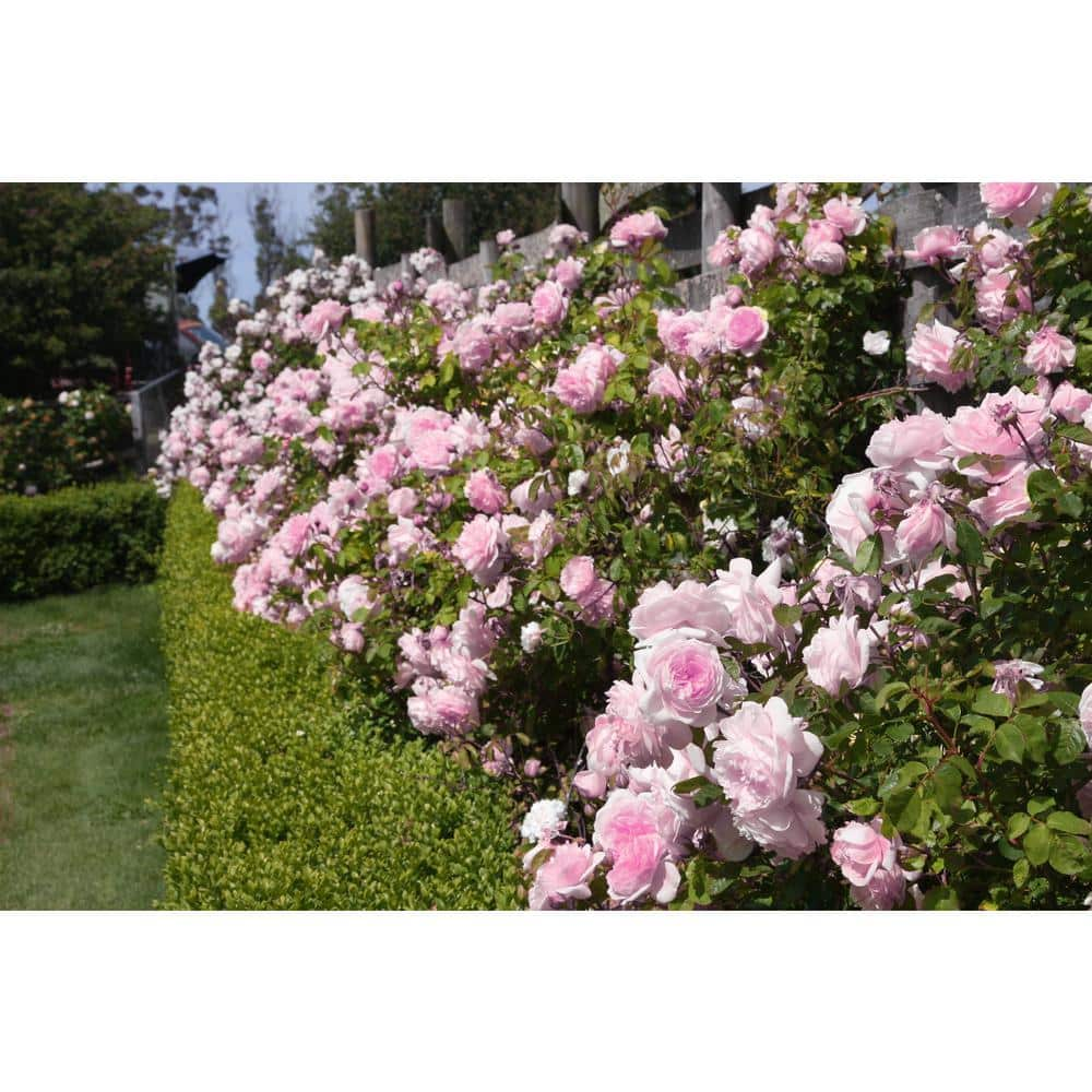 national PLANT NETWORK Earth Angel Parfuma Rose with Light-Pink Blooms (2-Bareroot) HD1351