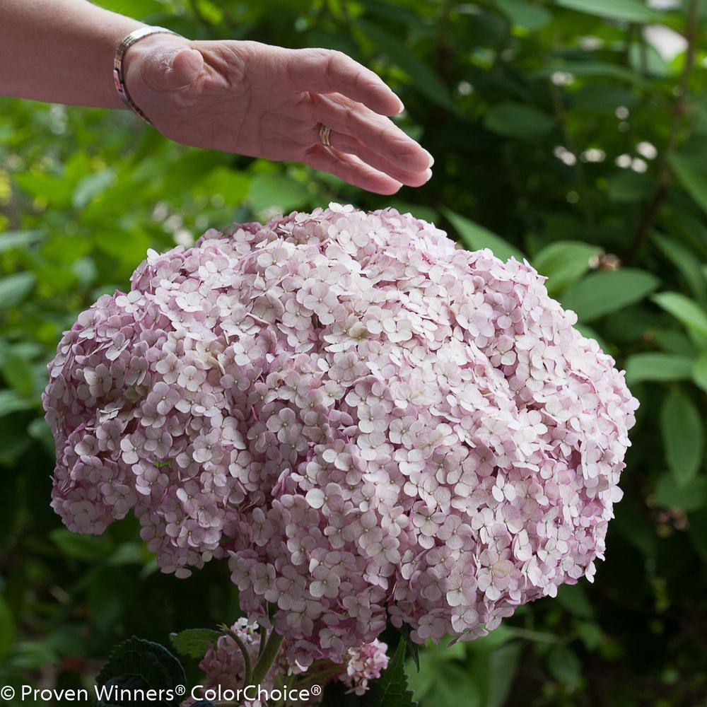 PROVEN WINNERS 1 Gal. Incrediball Blush Smooth Hydrangea (Arborescens) Live Shrub Light Pink Flowers HYDPRC1146101