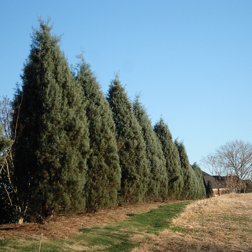 Drought-Tolerant Evergreen Tree