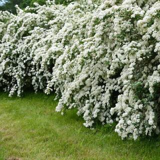 national PLANT NETWORK 2.25 Gal. Spirea Reeves Flowering Shrub with White Blooms HD7168