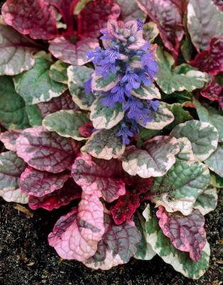 Classy Groundcovers - Collection #1 of Variegated Plants for Shade that Deer Avoid: 25 Lirope muscari 'Variegata'， 25 Carex morrowii 'Ice Dance'， 25 Ajuga reptans 'Burgundy Glow'