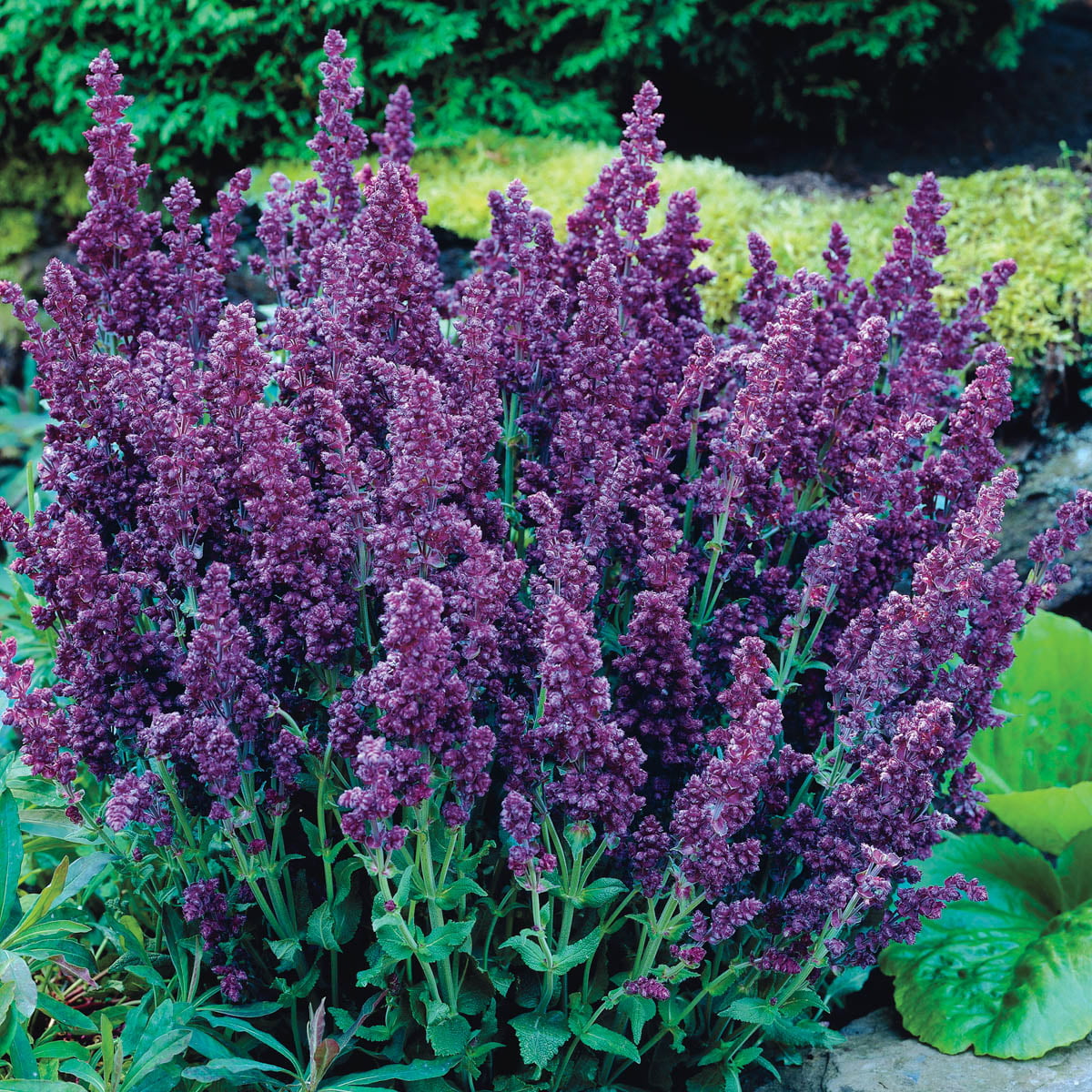 Plumosa Double Flowering Salvia Dormant Bare Root Starter Perennial Plant， 1-Pack