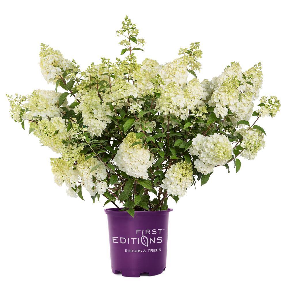 FIRST EDITIONS 2 Gal. Strawberry Sundae Hydrangea Shrub with White to Pink Flowers 14437