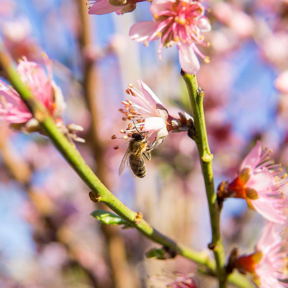 Perfect Plants 4-5 ft. Tall Flordaking Peach Tree in Grower's Pot THD00412