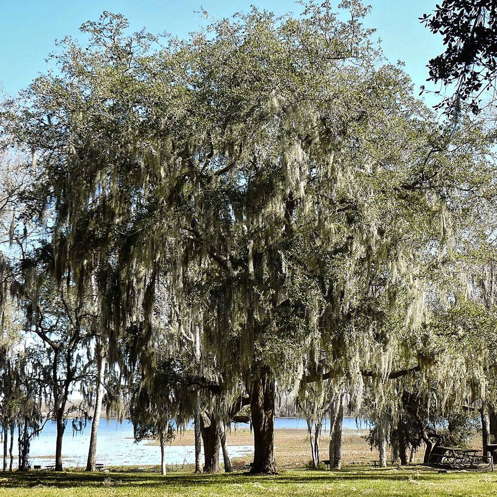 1 Gal. Live Oak Shade Tree OAKLIV01G