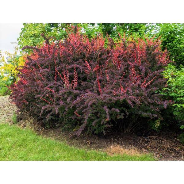 Online Orchards 1 Gal. Rose Glow Barberry Shrub Deep Purple Foliage Naturally Mottled with Rosepink Splashes SBBB003