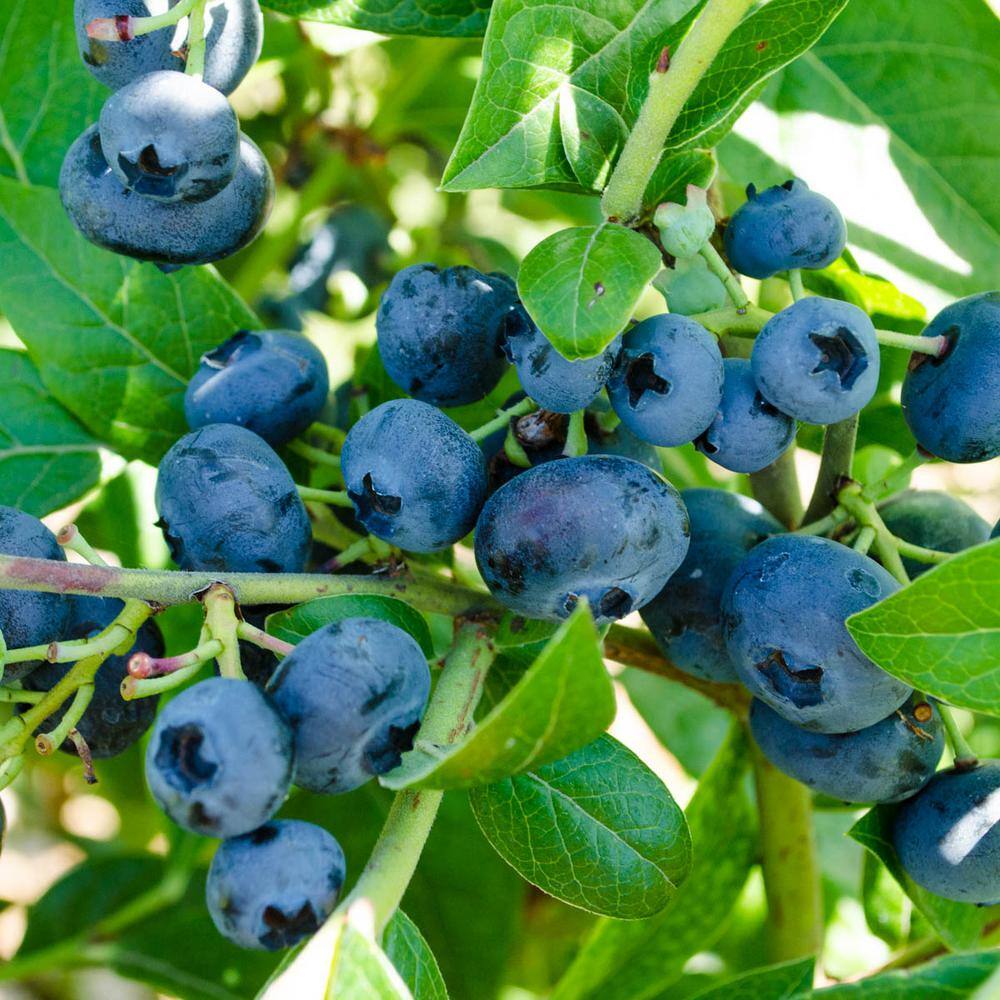 Gurney's 2.25 Gal. Pot Northblue Blueberry Bush Potted Fruit Bearing Plant (1-Pack) 96318