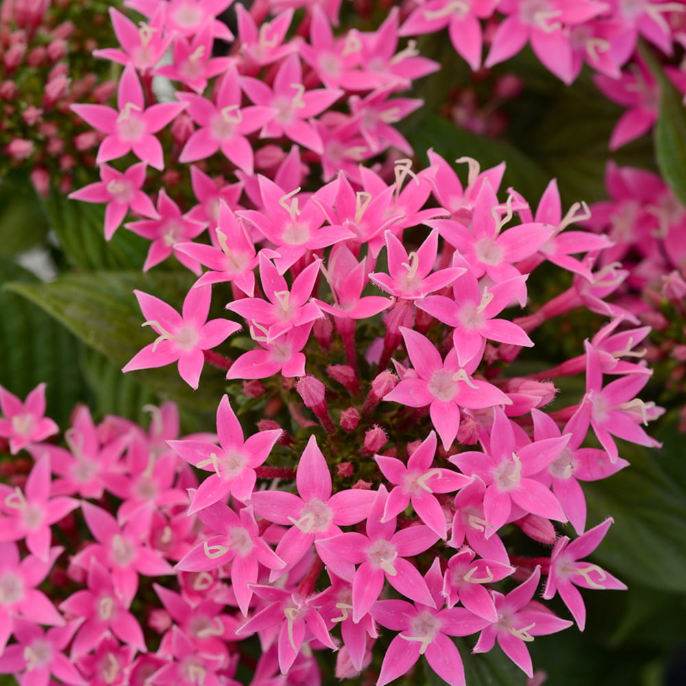 Altman Plants 4 in Pentas Pink Plant Collection (4-Pack)