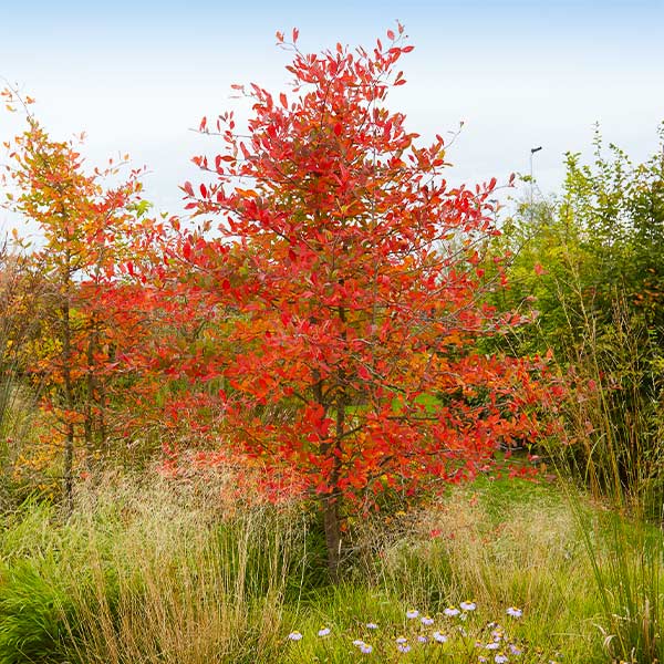 Autumn Brilliance Serviceberry Tree