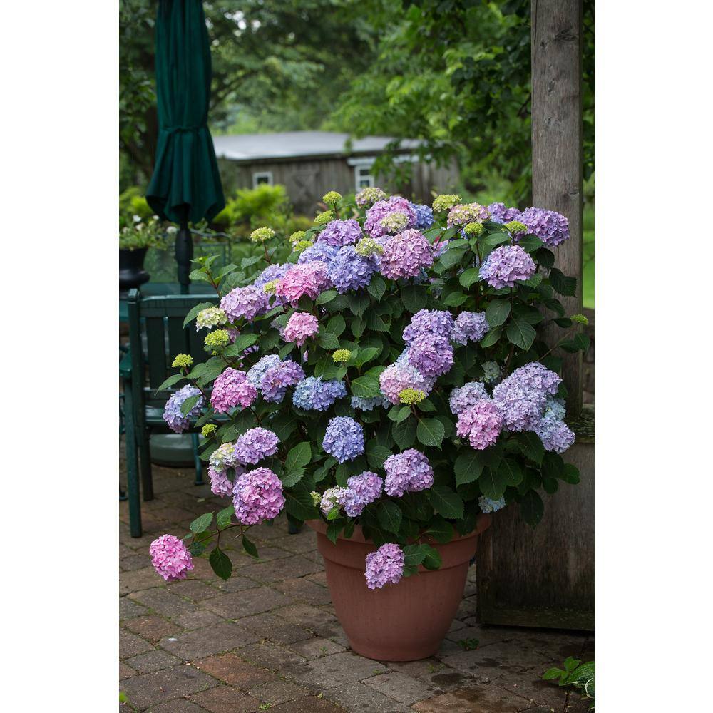Endless Summer 2 Gal. BloomStruck Hydrangea (Macrophylla) Live Deciduous Shrub Pink or Purple Blooms 14748