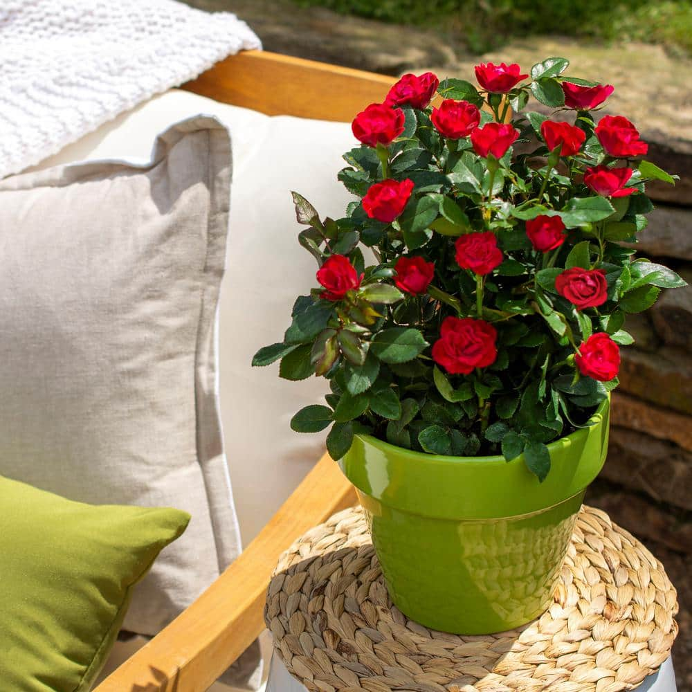 KNOCK OUT 1.5 Gal. Petite Knock Out Rose Bush with Red Flowers 13417