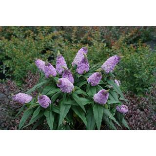 PROVEN WINNERS 4.5 in. Quart Pugster Amethyst Butterfly Bush (Buddleia) Live Shrub with Purple Flowers BUDPRC1447800