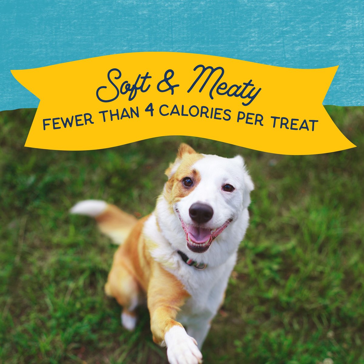 Natural Balance Rewards Minis With Real Turkey Dog Treats