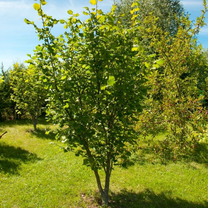 American Hazelnut Tree