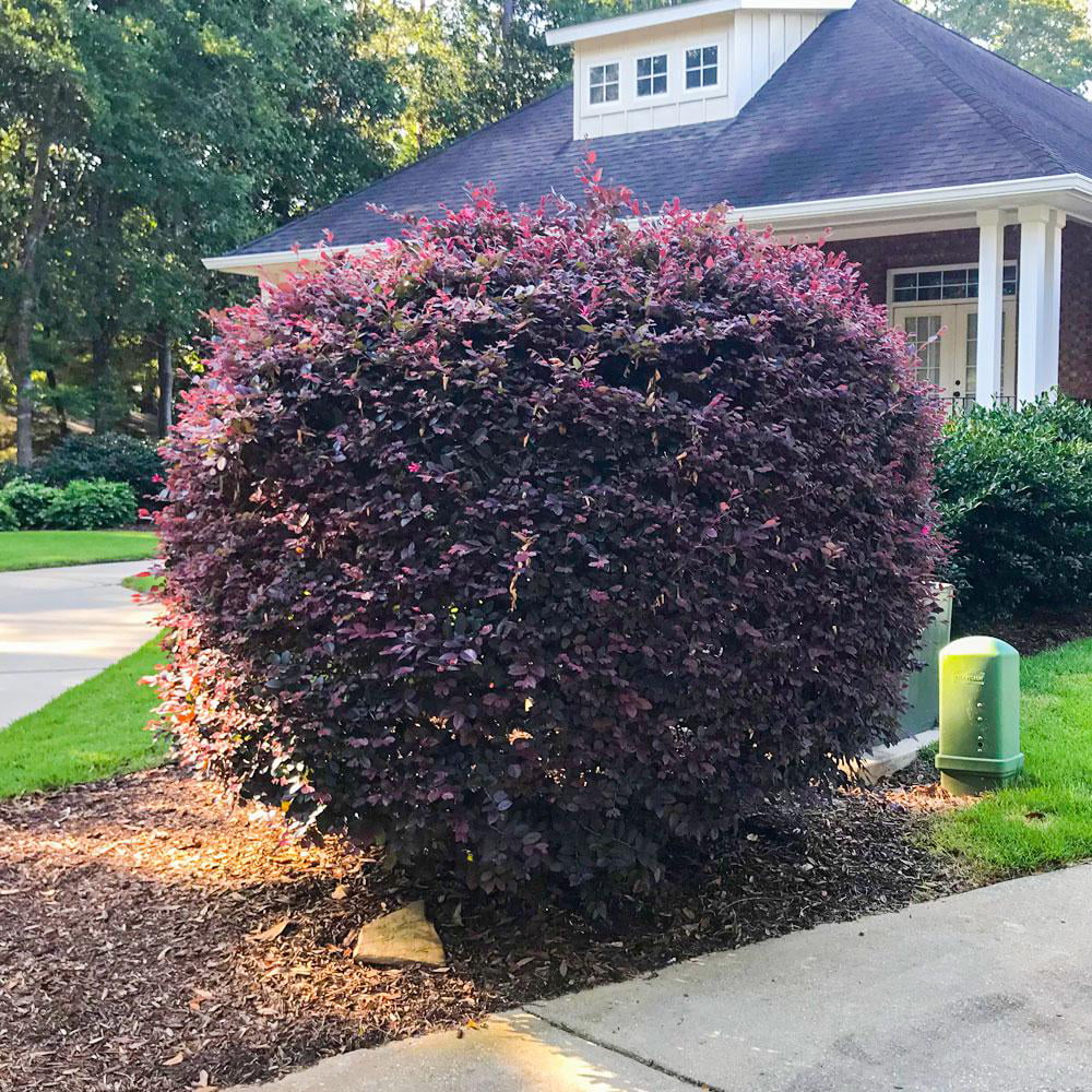 Ruby Loropetalum 'Chinese Fringe Flower' (2.5 Quart) Pink Blooming Evergreen Shrub with Purple Foliage - Full Sun Live Outdoor Plant