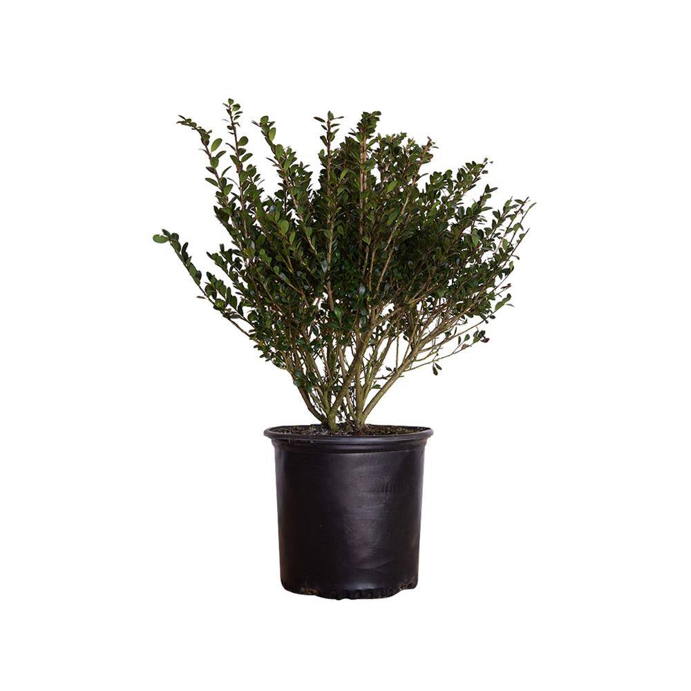 FLOWERWOOD 2.5 Gal - Compacta Japanese Holly(Ilex) Live Evergreen Shrub 31003FL