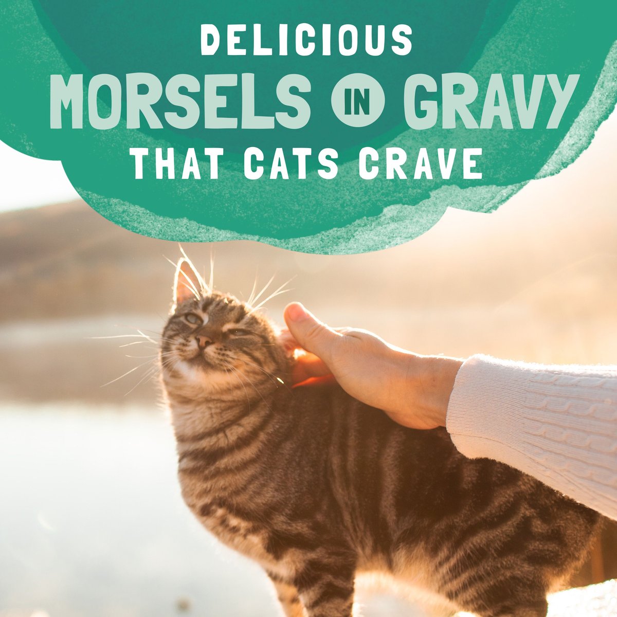 Natural Balance Platefulls Chicken and Pumpkin Formula in Gravy Grain-Free Cat Food Pouches