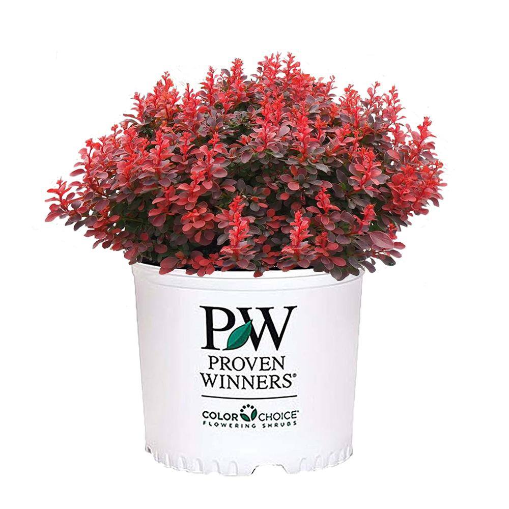 PROVEN WINNERS 2 Gal. Sunjoy Mini Maroon Barberry Plant with Deep Purple-Red Foliage 14735
