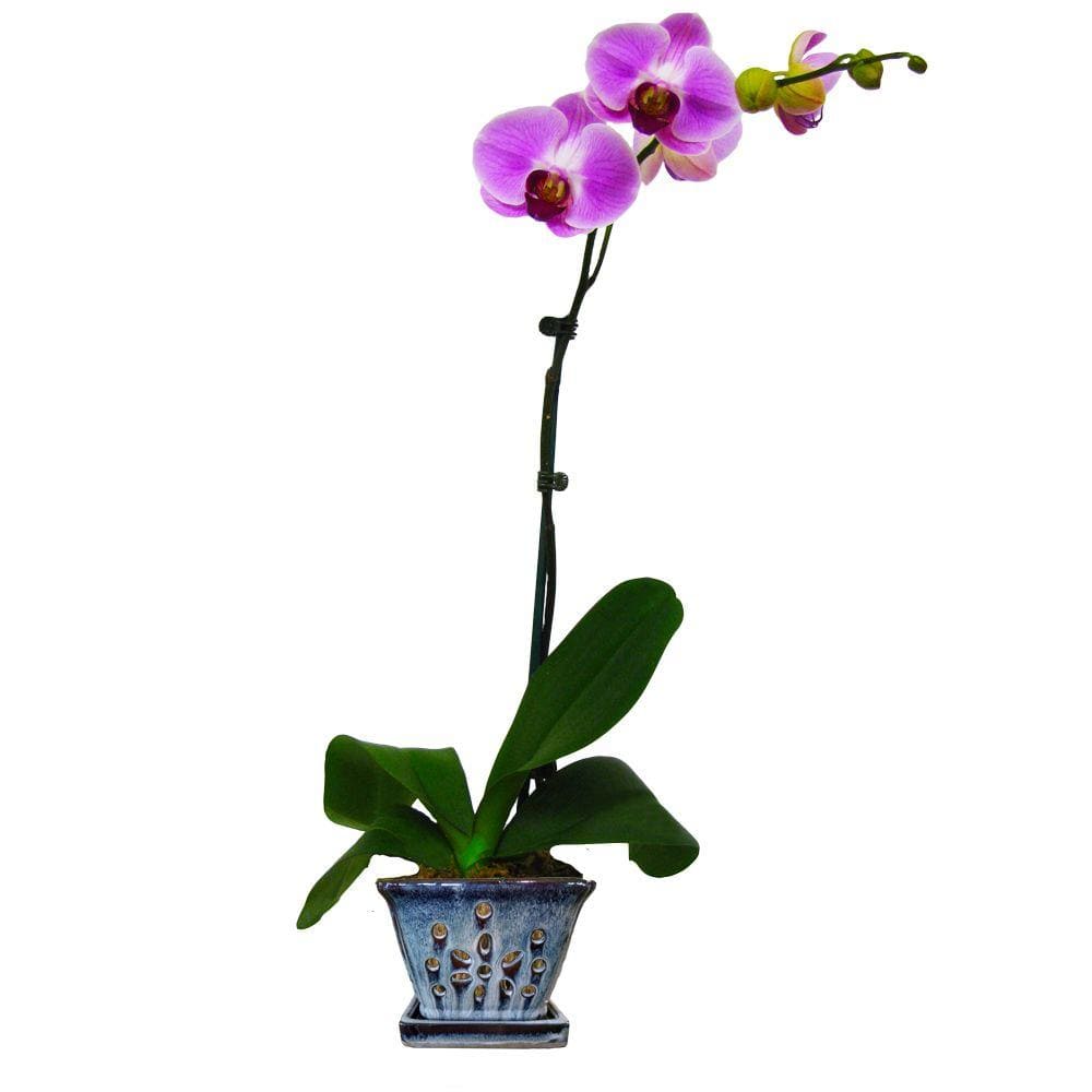 Better-Gro 5in Square Beige Ceramic Orchid Pot Twin Pack 54008