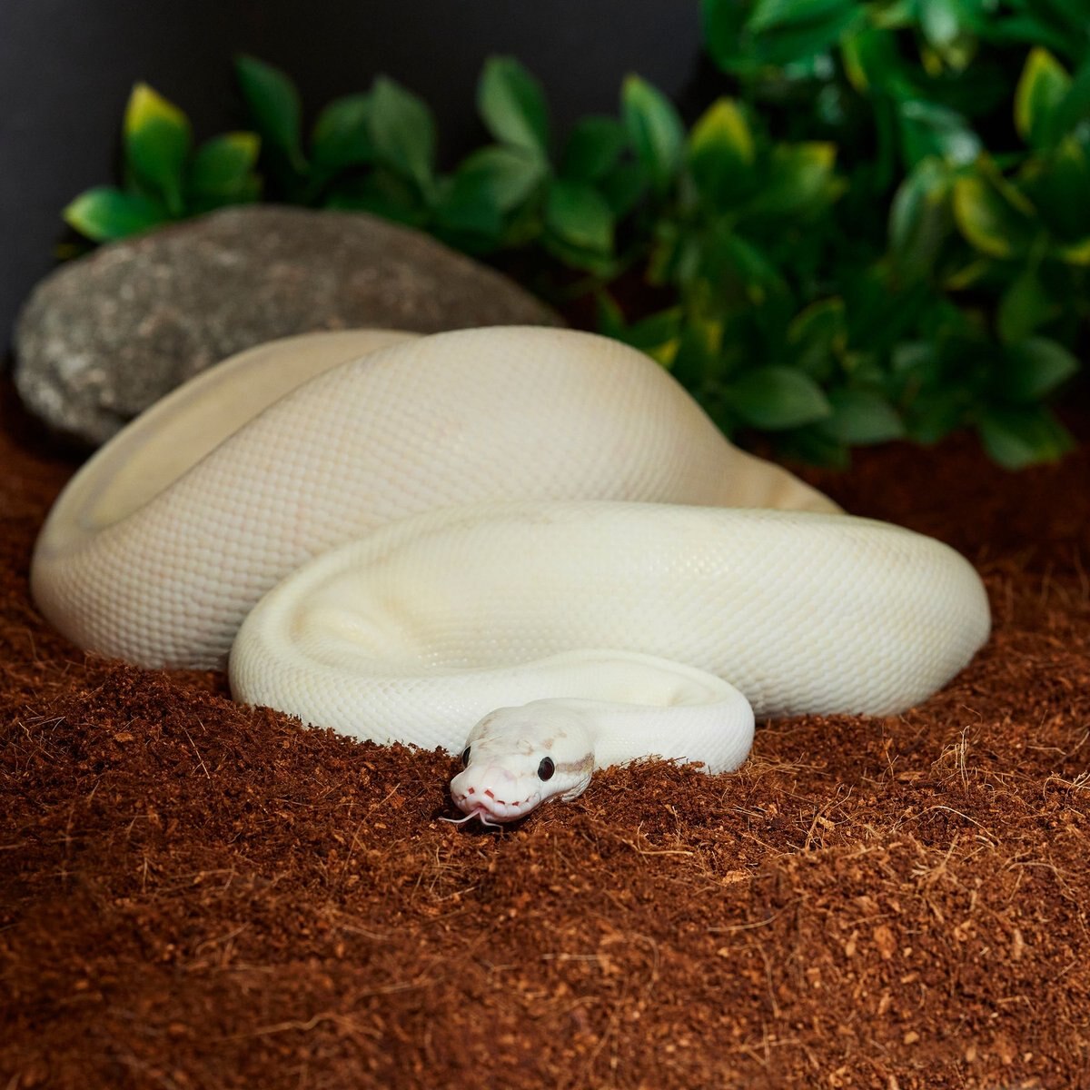 Frisco Coco Coir Reptile Bedding