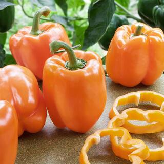 Bonnie Plants 19 oz. Orange Bell Pepper Plant 2105