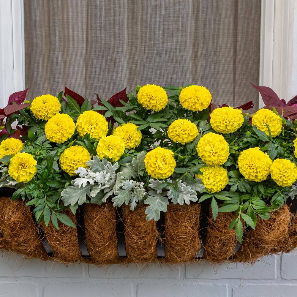 METROLINA GREENHOUSES 2 Qt. Yellow Marigold Annual Plant (3-Pack) 4970